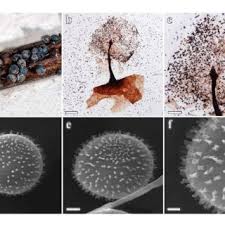 Attēlu rezultāti vaicājumam “Lamproderma pseudomaculatum macro”