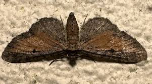 Attēlu rezultāti vaicājumam “Eupithecia icterata”