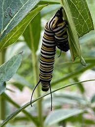 Image result for monarch caterpillar