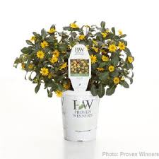 Image result for Sanvitalia procumbens