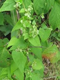 Attēlu rezultāti vaicājumam “Fallopia dumetorum”