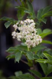 Attēlu rezultāti vaicājumam “Sambucus racemosa flower”
