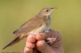 Image result for Locustella luscinioides