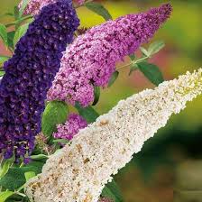 Image result for Buddleja davidii