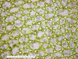 Attēlu rezultāti vaicājumam “Jungermannia hyalina”