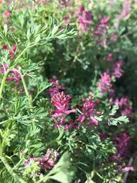 Attēlu rezultāti vaicājumam “Fumaria officinalis leaf”