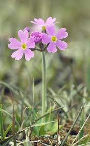 Attēlu rezultāti vaicājumam “Primula farinosa flower”