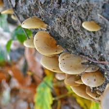 Attēlu rezultāti vaicājumam “Crepidotus versutus”