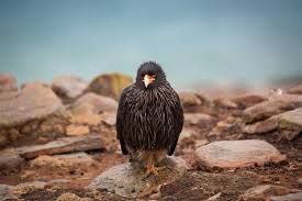 Image result for Falkland Cc, Berks