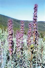 Attēlu rezultāti vaicājumam “Boraginaceae”