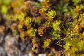 Attēlu rezultāti vaicājumam “Sphagnum centrale sporophyte”