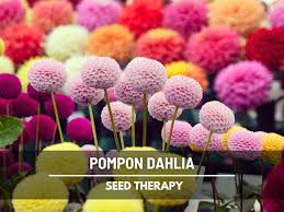 Image result for Dahlia x pinnata `Pompon Lilliput`