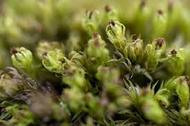 Attēlu rezultāti vaicājumam “Aulacomnium androgynum sporophyte”