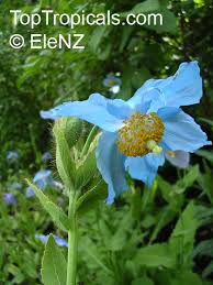 Image result for Meconopsis betonicifolia