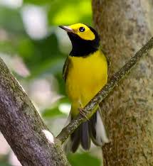 Image result for Wilsonia citrina