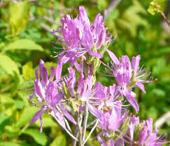 Attēlu rezultāti vaicājumam “Rhododendron canadense”