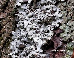 Attēlu rezultāti vaicājumam “Lobaria amplissima”