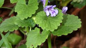 Image result for Glechoma hederacea