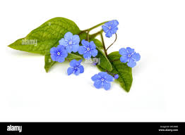 Attēlu rezultāti vaicājumam “Omphalodes verna flower”