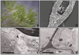 Attēlu rezultāti vaicājumam “Cladophora glomerata”