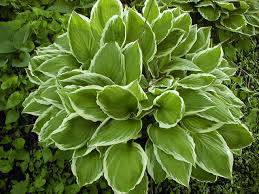 Image result for Hosta fortunei albomarginata
