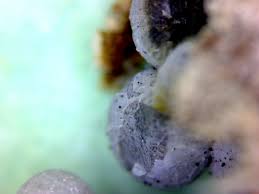 Attēlu rezultāti vaicājumam “Badhamia utricularis spores”