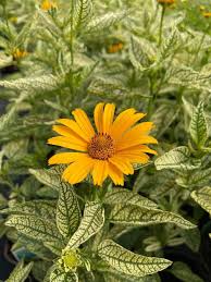 Image result for Heliopsis scabra