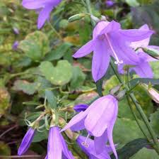 Image result for Campanula americana