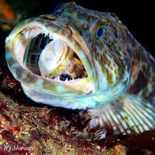 Image result for Ophiodon elongatus