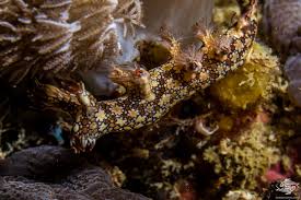 ผลการค้นหารูปภาพสำหรับ Bornella Anguilla