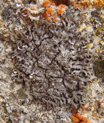 Attēlu rezultāti vaicājumam “Phaeophyscia orbicularis”