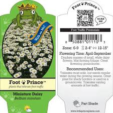 Attēlu rezultāti vaicājumam “Craterium minutum young”