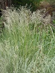 Attēlu rezultāti vaicājumam “Deschampsia cespitosa bud”