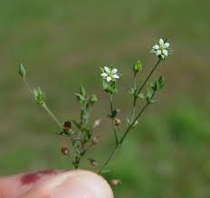 Attēlu rezultāti vaicājumam “Arenaria serpyllifolia flower”