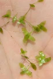 Attēlu rezultāti vaicājumam “Lemna trisulca”