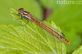 Attēlu rezultāti vaicājumam “Pyrrhosoma nymphula”