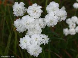 Image result for Achillea Ptarmica
