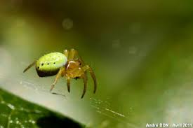 Attēlu rezultāti vaicājumam “Araniella”