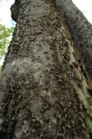 Attēlu rezultāti vaicājumam “Xylita laevigata”