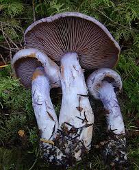 Attēlu rezultāti vaicājumam “Cortinarius praestans”