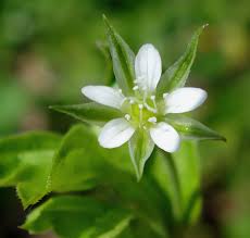 Attēlu rezultāti vaicājumam “Moehringia trinervia leaf”