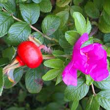 Attēlu rezultāti vaicājumam “Rosa villosa”