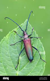 Attēlu rezultāti vaicājumam “Aromia moschata”