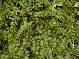 Attēlu rezultāti vaicājumam “Plagiomnium affine”