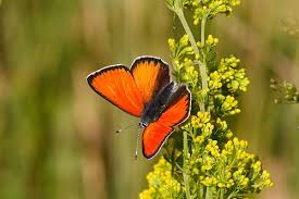 Attēlu rezultāti vaicājumam “Lycaena hippothoe underside”