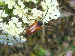 Attēlu rezultāti vaicājumam “Pseudovadonia livida”