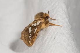 Attēlu rezultāti vaicājumam “Hepialus lupulinus”