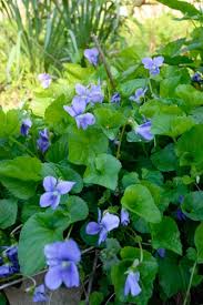 Attēlu rezultāti vaicājumam “Viola sororia”