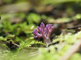 Attēlu rezultāti vaicājumam “Ramariopsis pulchella”