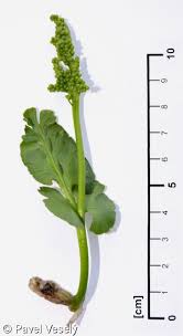 Attēlu rezultāti vaicājumam “Botrychium lunaria”